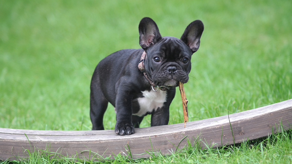 French bulldogs for sale in Texas