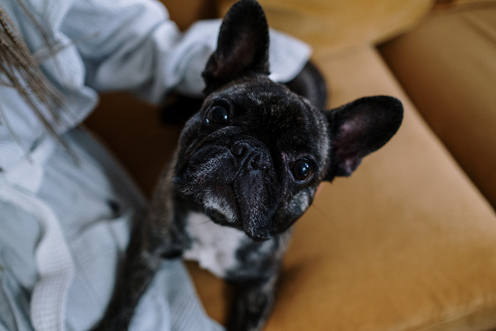How To Care For A French Bulldog
