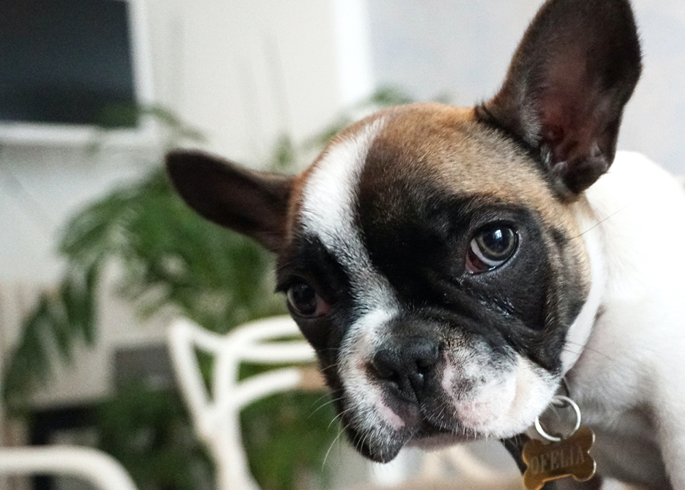 French Bulldogs for sale in texas