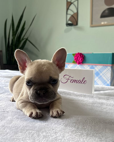 Our-French-Bulldog-6